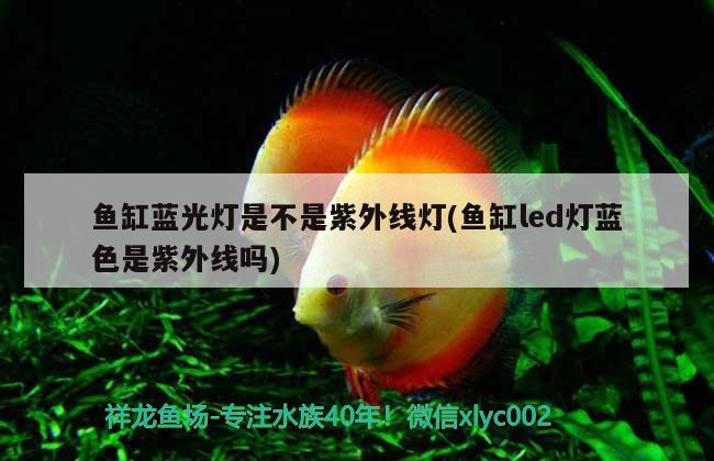 魚缸藍光燈是不是紫外線燈(魚缸led燈藍色是紫外線嗎)