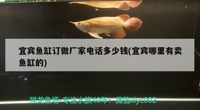 宜賓魚(yú)缸訂做廠家電話多少錢(宜賓哪里有賣魚(yú)缸的)