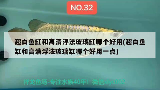 超白魚缸和高清浮法玻璃缸哪個好用(超白魚缸和高清浮法玻璃缸哪個好用一點) 杰西卡恐龍魚