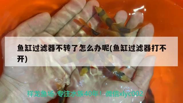 魚缸過濾器不轉(zhuǎn)了怎么辦呢(魚缸過濾器打不開) 細線銀版魚