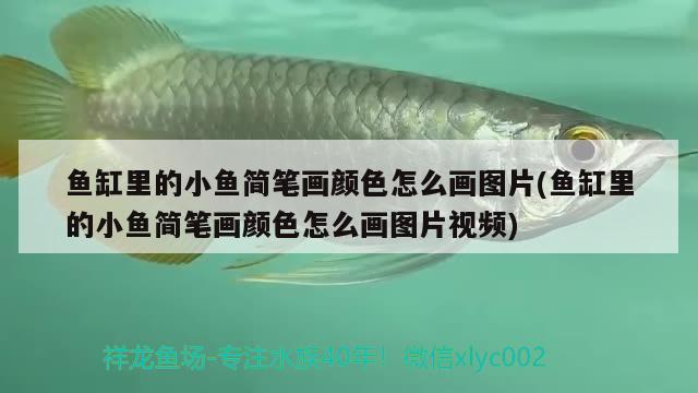 魚(yú)缸里的小魚(yú)簡(jiǎn)筆畫(huà)顏色怎么畫(huà)圖片(魚(yú)缸里的小魚(yú)簡(jiǎn)筆畫(huà)顏色怎么畫(huà)圖片視頻)