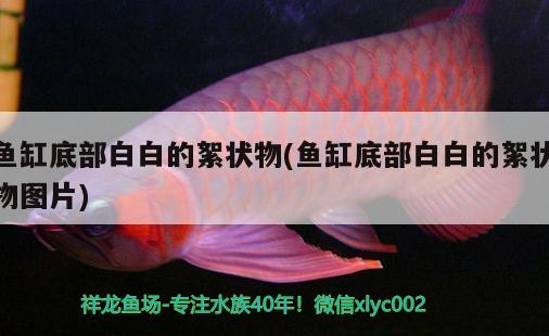 魚缸底部白白的絮狀物(魚缸底部白白的絮狀物圖片) 祥禾Super Red紅龍魚