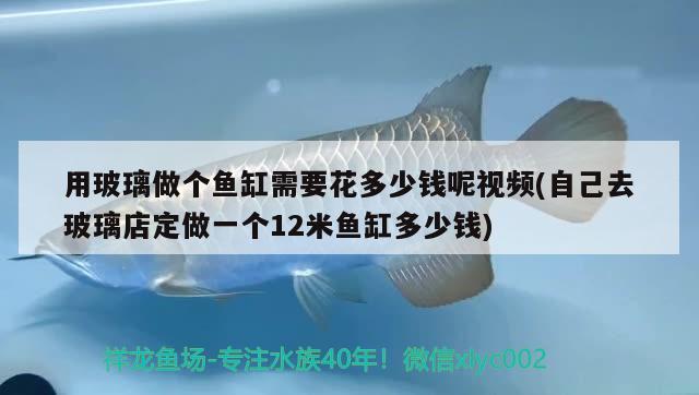 用玻璃做個(gè)魚缸需要花多少錢呢視頻(自己去玻璃店定做一個(gè)12米魚缸多少錢)