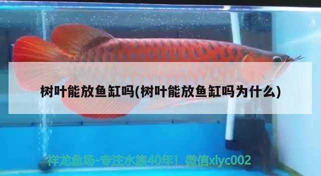 樹葉能放魚缸嗎(樹葉能放魚缸嗎為什么)