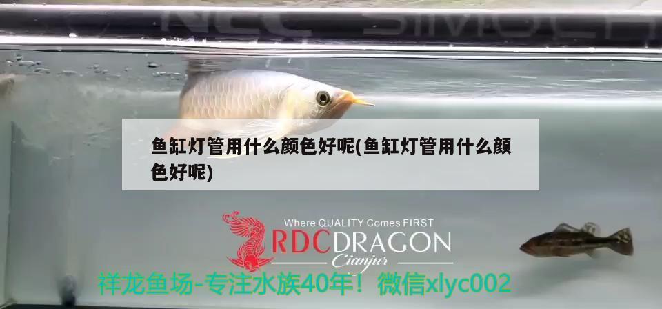 魚(yú)缸燈管用什么顏色好呢(魚(yú)缸燈管用什么顏色好呢) 印尼虎苗