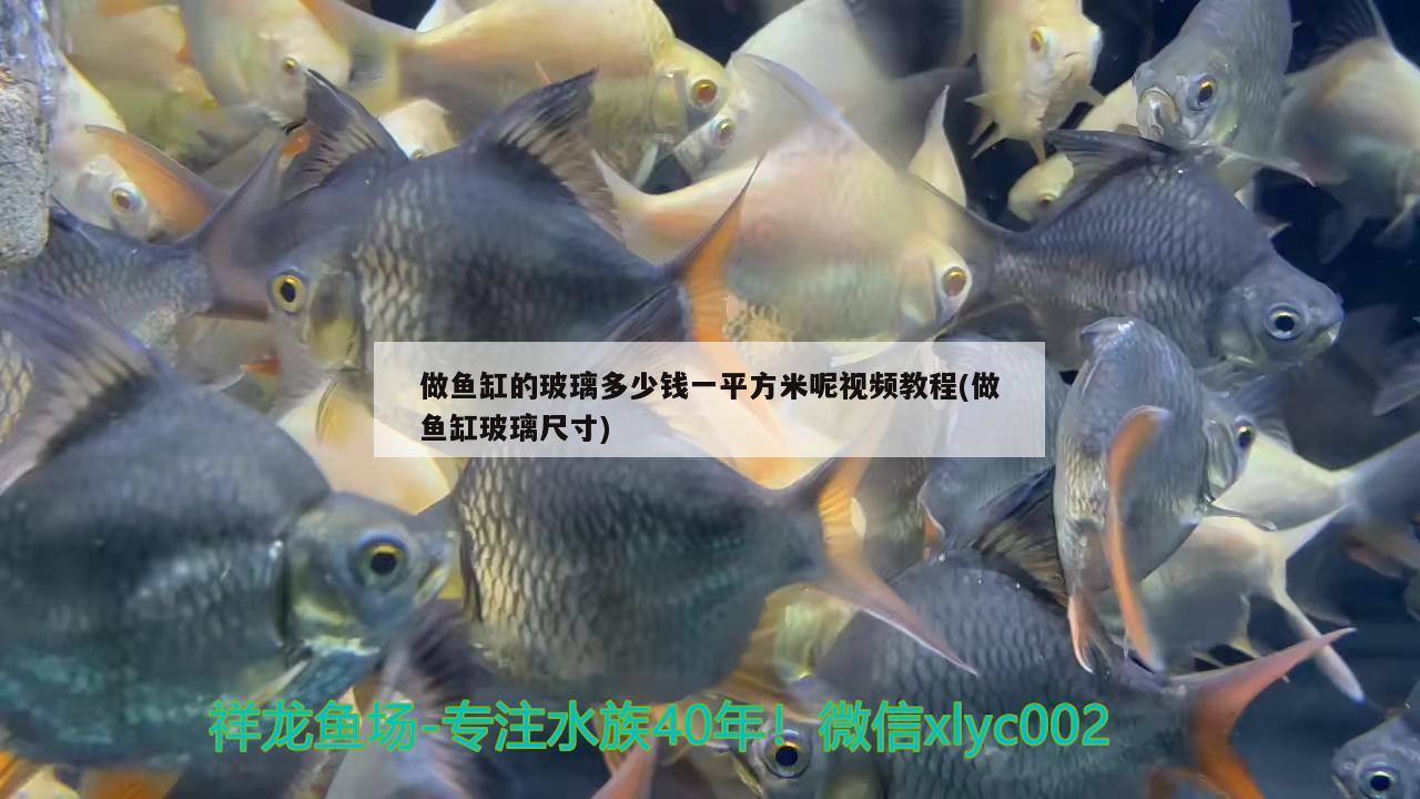 做魚(yú)缸的玻璃多少錢(qián)一平方米呢視頻教程(做魚(yú)缸玻璃尺寸)