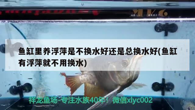 魚缸里養(yǎng)浮萍是不換水好還是總換水好(魚缸有浮萍就不用換水) 紅老虎魚