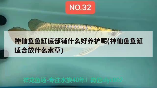 神仙魚魚缸底部鋪什么好養(yǎng)護呢(神仙魚魚缸適合放什么水草)