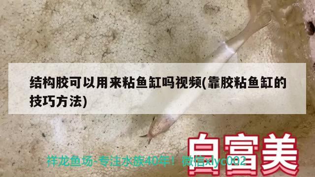 結構膠可以用來粘魚缸嗎視頻(靠膠粘魚缸的技巧方法) 大白鯊魚