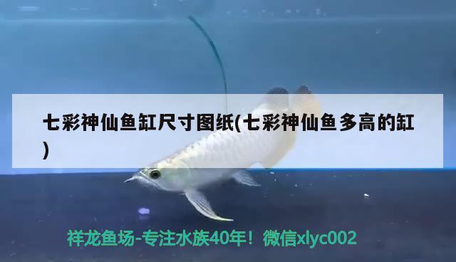 七彩神仙魚缸尺寸圖紙(七彩神仙魚多高的缸)