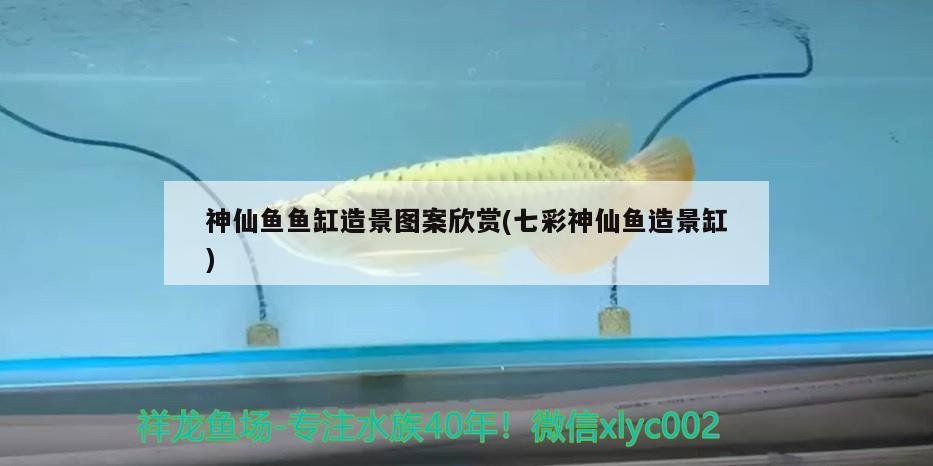 神仙魚魚缸造景圖案欣賞(七彩神仙魚造景缸)