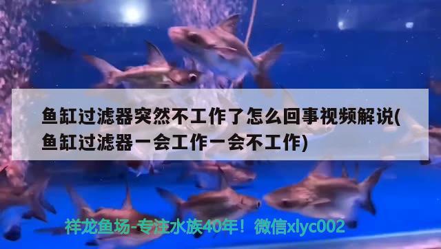 魚缸過濾器突然不工作了怎么回事視頻解說(魚缸過濾器一會(huì)工作一會(huì)不工作) 女王大帆魚苗