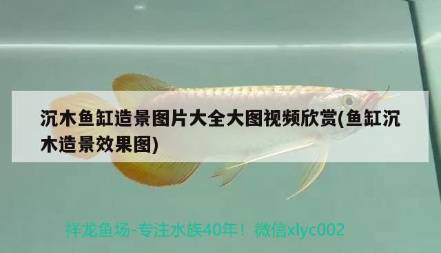 沉木魚(yú)缸造景圖片大全大圖視頻欣賞(魚(yú)缸沉木造景效果圖)