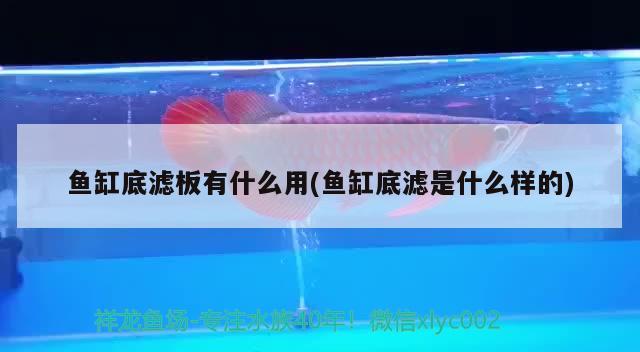 魚缸底濾板有什么用(魚缸底濾是什么樣的) 祥龍龍魚專用水族燈