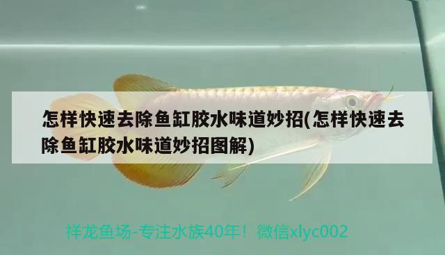 怎樣快速去除魚缸膠水味道妙招(怎樣快速去除魚缸膠水味道妙招圖解)