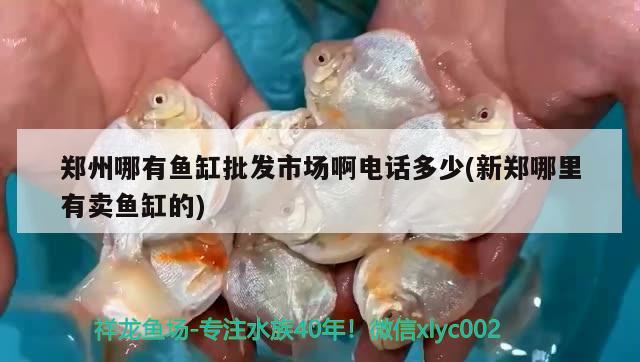 鄭州哪有魚缸批發(fā)市場啊電話多少(新鄭哪里有賣魚缸的) 其他益生菌