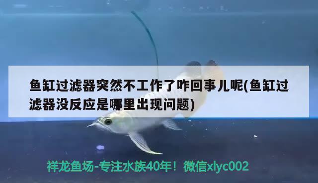 魚缸過濾器突然不工作了咋回事兒呢(魚缸過濾器沒反應是哪里出現(xiàn)問題)