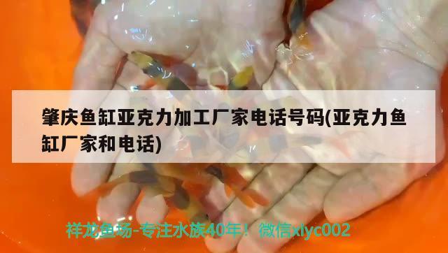 肇慶魚缸亞克力加工廠家電話號碼(亞克力魚缸廠家和電話) 祥龍水族護理水