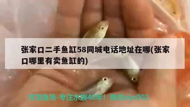 張家口二手魚缸58同城電話地址在哪(張家口哪里有賣魚缸的)