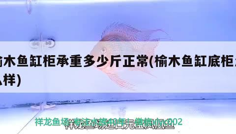 榆木魚(yú)缸柜承重多少斤正常(榆木魚(yú)缸底柜怎么樣) 巴卡雷龍魚(yú)