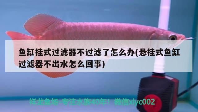 魚缸掛式過濾器不過濾了怎么辦(懸掛式魚缸過濾器不出水怎么回事) 虎魚魚苗