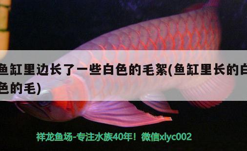 魚缸里邊長(zhǎng)了一些白色的毛絮(魚缸里長(zhǎng)的白色的毛)