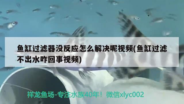 魚缸過濾器沒反應怎么解決呢視頻(魚缸過濾不出水咋回事視頻) 青龍魚