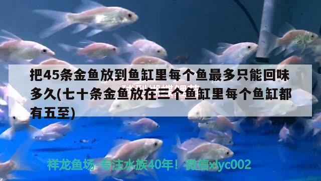 把45條金魚放到魚缸里每個魚最多只能回味多久(七十條金魚放在三個魚缸里每個魚缸都有五至) 白子黑帝王魟魚