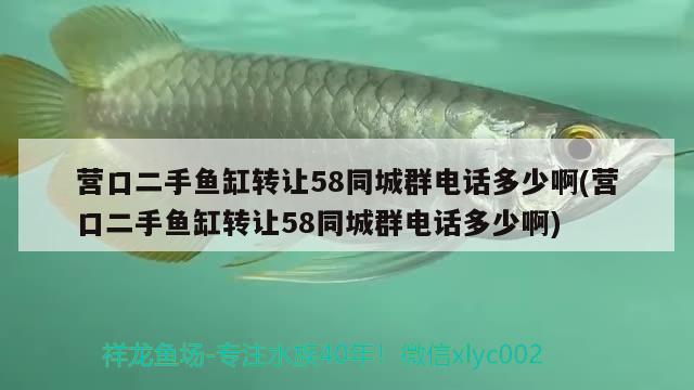 營(yíng)口二手魚缸轉(zhuǎn)讓58同城群電話多少啊(營(yíng)口二手魚缸轉(zhuǎn)讓58同城群電話多少啊) 祥龍水族濾材/器材