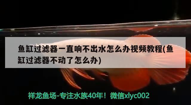 魚(yú)缸過(guò)濾器一直響不出水怎么辦視頻教程(魚(yú)缸過(guò)濾器不動(dòng)了怎么辦)