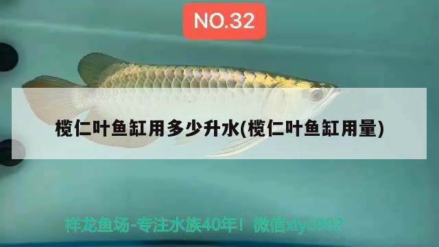 欖仁葉魚缸用多少升水(欖仁葉魚缸用量)