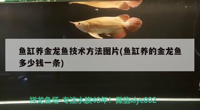 魚缸養(yǎng)金龍魚技術(shù)方法圖片(魚缸養(yǎng)的金龍魚多少錢一條)