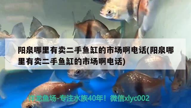 陽泉哪里有賣二手魚缸的市場(chǎng)啊電話(陽泉哪里有賣二手魚缸的市場(chǎng)啊電話)