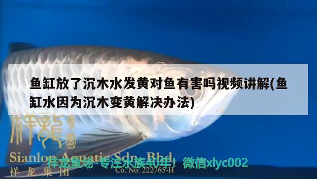 魚缸放了沉木水發(fā)黃對魚有害嗎視頻講解(魚缸水因為沉木變黃解決辦法) 黃金招財貓魚