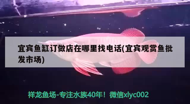 宜賓魚缸訂做店在哪里找電話(宜賓觀賞魚批發(fā)市場)