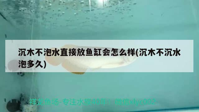 沉木不泡水直接放魚缸會怎么樣(沉木不沉水泡多久)