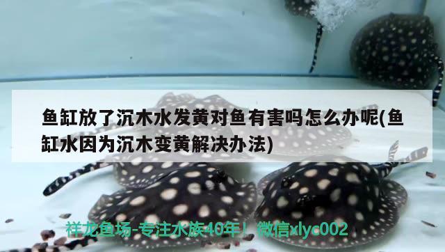 魚缸放了沉木水發(fā)黃對魚有害嗎怎么辦呢(魚缸水因為沉木變黃解決辦法) 巴西亞魚