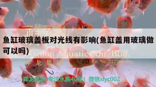 魚缸玻璃蓋板對光線有影響(魚缸蓋用玻璃做可以嗎) 金老虎魚