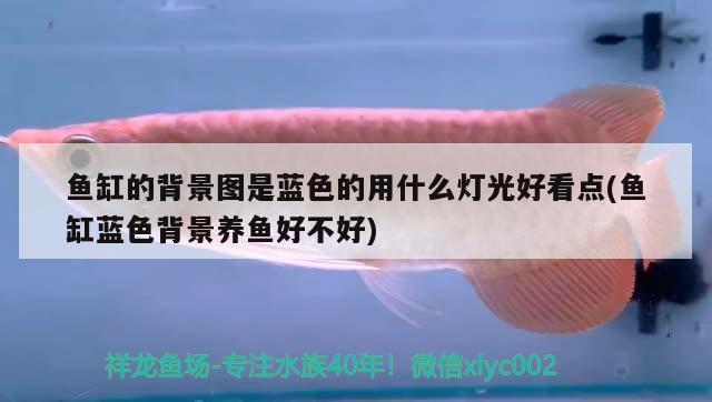 魚(yú)缸的背景圖是藍(lán)色的用什么燈光好看點(diǎn)(魚(yú)缸藍(lán)色背景養(yǎng)魚(yú)好不好)