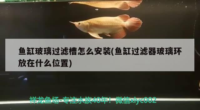 魚缸玻璃過濾槽怎么安裝(魚缸過濾器玻璃環(huán)放在什么位置) 黑水素