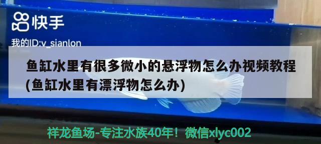 魚缸水里有很多微小的懸浮物怎么辦視頻教程(魚缸水里有漂浮物怎么辦)