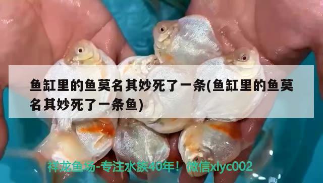 魚缸里的魚莫名其妙死了一條(魚缸里的魚莫名其妙死了一條魚) 印尼小紅龍