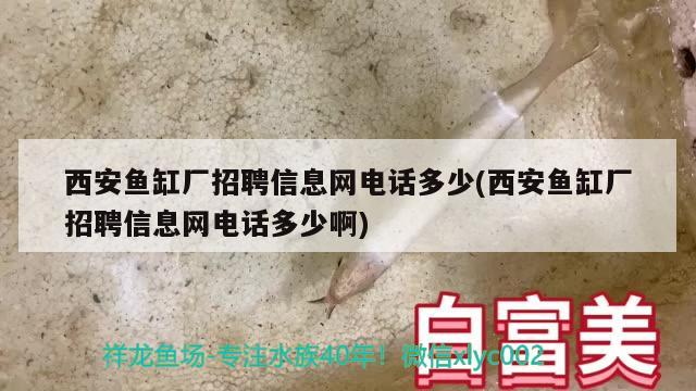 西安魚缸廠招聘信息網(wǎng)電話多少(西安魚缸廠招聘信息網(wǎng)電話多少啊) 元寶鯽