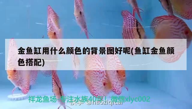 金魚缸用什么顏色的背景圖好呢(魚缸金魚顏色搭配)