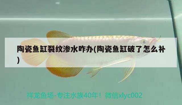 陶瓷魚缸裂紋滲水咋辦(陶瓷魚缸破了怎么補(bǔ))