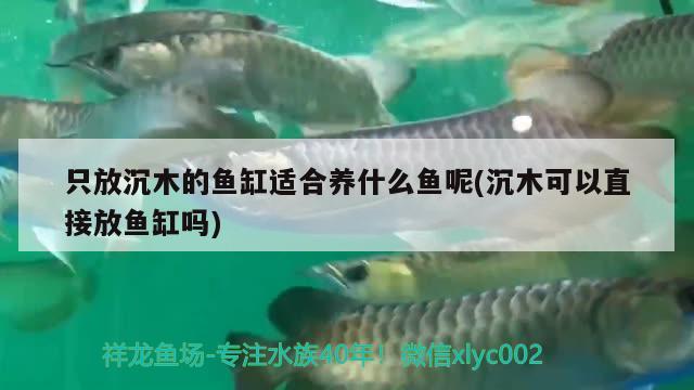 只放沉木的魚缸適合養(yǎng)什么魚呢(沉木可以直接放魚缸嗎)