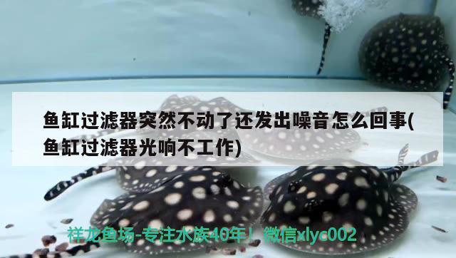 魚缸過濾器突然不動(dòng)了還發(fā)出噪音怎么回事(魚缸過濾器光響不工作) 稀有金龍魚 第2張