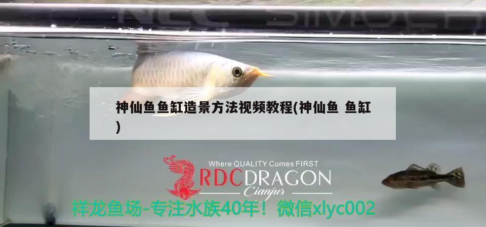 神仙魚魚缸造景方法視頻教程(神仙魚魚缸) 朱巴利魚