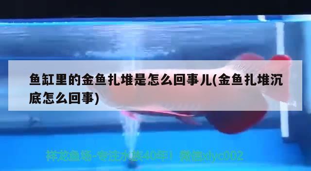 魚缸里的金魚扎堆是怎么回事兒(金魚扎堆沉底怎么回事) 黃金斑馬魚