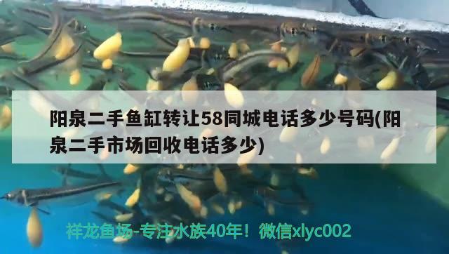 陽泉二手魚缸轉(zhuǎn)讓58同城電話多少號碼(陽泉二手市場回收電話多少) 福魟魟魚